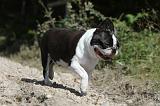 BOSTON TERRIER 018